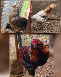 Araucana