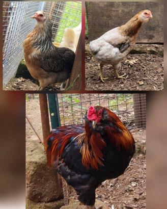 Araucana