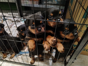 Cuccioli Rottweiler con pedigree