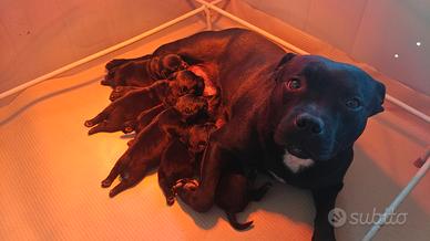 Cuccioli di Staffordshire bull terrier