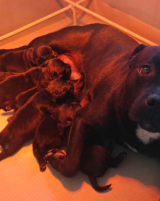 Cuccioli di Staffordshire bull terrier