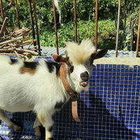 Capra Saanen e Incrociate