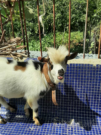 Capra Saanen e Incrociate