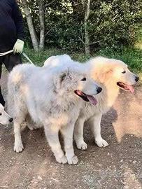 Cuccioli di Pastore Maremmano