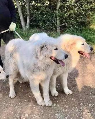 Cuccioli di Pastore Maremmano