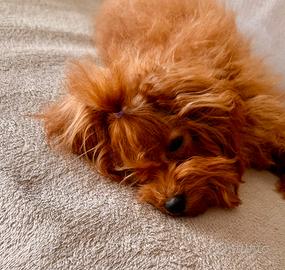 Mini toy barboncini sangue asiatico