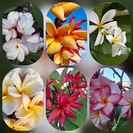 Semi di plumeria 