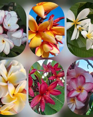 Semi di plumeria 