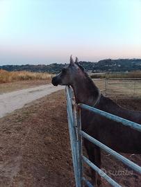 Cavallo arabo