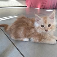 Stupendi cuccioli Maine Coon