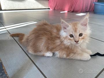 Stupendi cuccioli Maine Coon