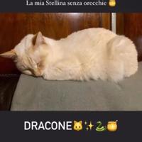 Draco, gatto bianco