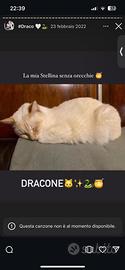 Draco, gatto bianco