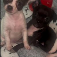 Cuccioli chihuahua toy