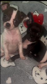 Cuccioli chihuahua toy