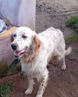 Setter inglese