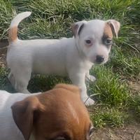 Jack russell cuccioli pedigree