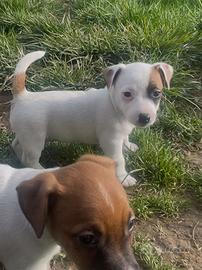 Jack russell cuccioli pedigree