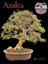 Bonsai azalea