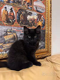 Maine Coon di 3 mesi