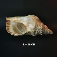 Conchiglia Charonia Tritonis - vintage