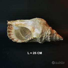 Conchiglia Charonia Tritonis - vintage