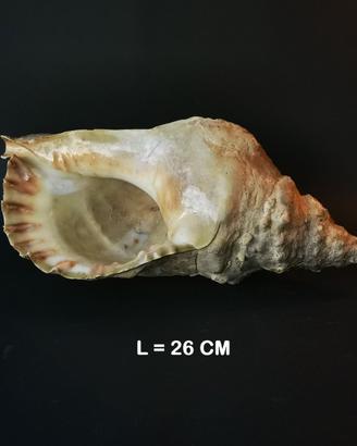 Conchiglia Charonia Tritonis - vintage