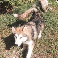 Alaskan Malamute cucciole