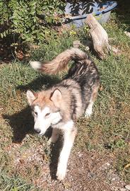 Alaskan Malamute cucciole