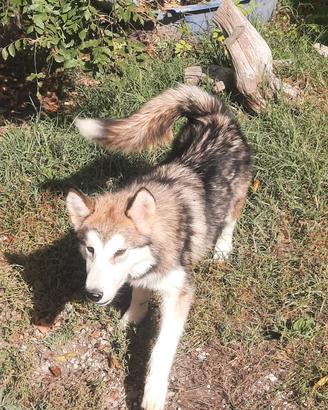 Alaskan Malamute cucciole