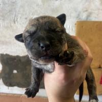 Meravigliosi cuccioli cane