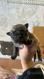 Meravigliosi cuccioli cane