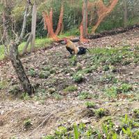 Galli/Galline/Pulcini Phoenix