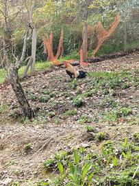 Galli/Galline/Pulcini Phoenix