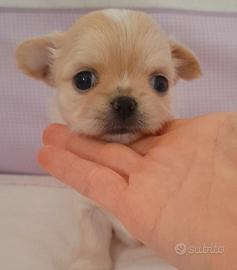 Chihuahua femmina con pedigree enci