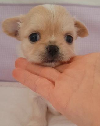 Chihuahua femmina con pedigree enci