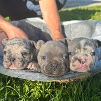 Femminucce bulldog francese colorazione esotica