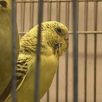 Cocorite