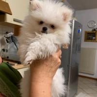 Volpino di Pomerania nano con pedigree