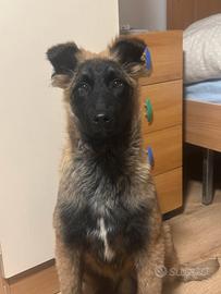 Coccole pastore belga malinois