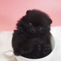 Spitz di pomerania