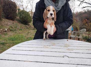 Beagle tricolore