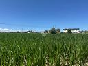 ter-agricolo-a-ponte-buggianese