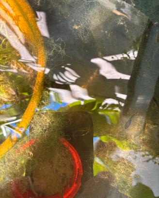 Medaka (Oryzias latipes) pesce del riso
