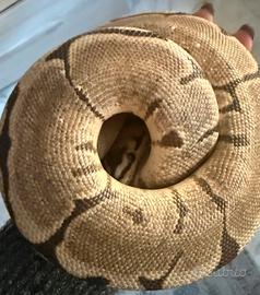 Pitoni Reali più Teca 2,5 m