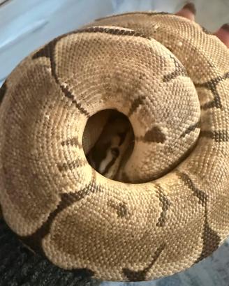 Pitoni Reali più Teca 2,5 m