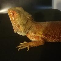 Pogona vitticeps red - pantherophis guttatus
