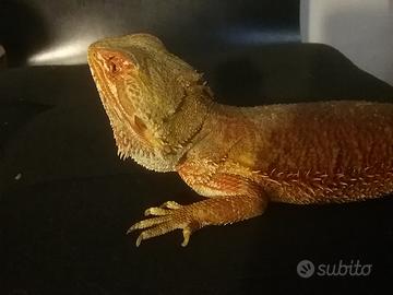 Pogona vitticeps red - pantherophis guttatus