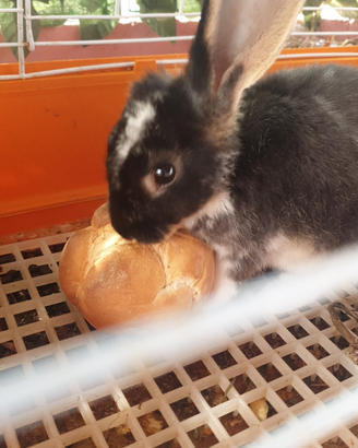 Coniglietto nano