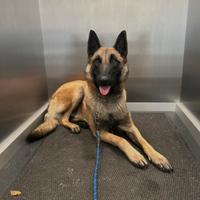 Ciucciolo pastore belga malinois
